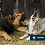 BarxBuddy Review: The Best Anti-Barking Training Device [2020 Gadgets]