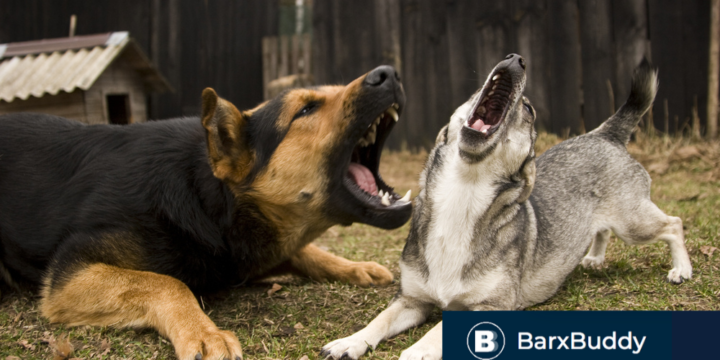 BarxBuddy Review: The Best Anti-Barking Training Device [2020 Gadgets]